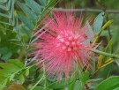 Live Plant Image