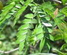 Live Plant Image
