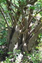 Live Plant Image