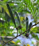 Live Plant Image