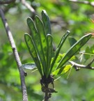 Live Plant Image