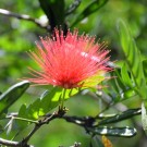 Live Plant Image