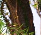 Live Plant Image