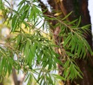 Live Plant Image