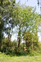 Live Plant Image