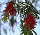 Live Plant Image