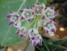 Live Plant Image