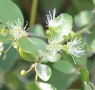 Live Plant Image