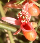 Live Plant Image