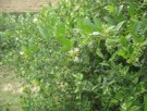 Live Plant Image