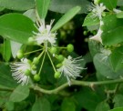 Live Plant Image