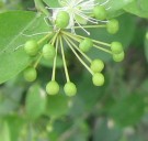 Live Plant Image