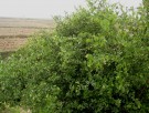 Live Plant Image
