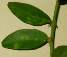 Live Plant Image
