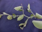 Live Plant Image