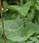 Live Plant Image