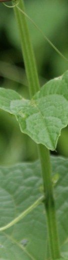 Live Plant Image