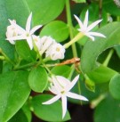 Live Plant Image
