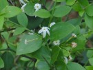 Live Plant Image