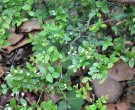 Live Plant Image