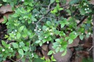 Live Plant Image