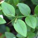 Live Plant Image