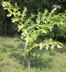 Live Plant Image