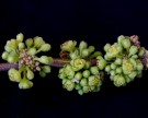 Live Plant Image