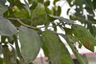 Live Plant Image