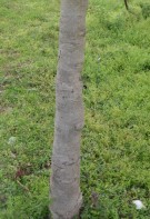 Live Plant Image