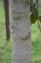 Live Plant Image