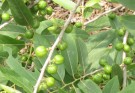 Live Plant Image