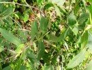 Live Plant Image