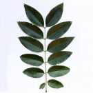 Live Plant Image
