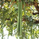 Live Plant Image