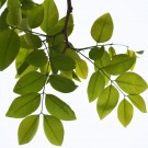 Live Plant Image