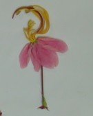 Live Plant Image