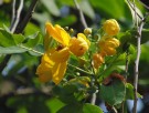 Live Plant Image