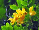 Live Plant Image
