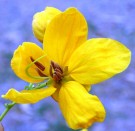 Live Plant Image