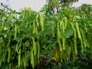 Live Plant Image