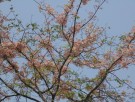 Live Plant Image