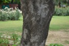 Live Plant Image