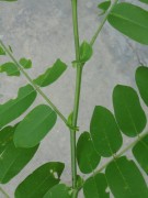 Live Plant Image