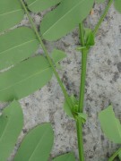 Live Plant Image
