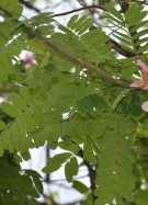 Live Plant Image