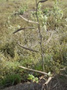 Live Plant Image