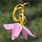 Live Plant Image