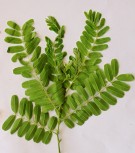 Live Plant Image
