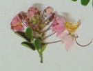 Live Plant Image